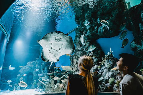 Cairns Aquarium Dive With The Sharks - Accommodation in Brisbane 4