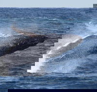 Whale Watching by Sea World Cruises - Accommodation in Brisbane