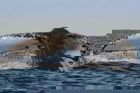 Sydney Whale-Watching Cruise Including Lunch or Breakfast