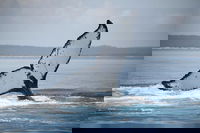 Book Viator Accommodation Vacations Accommodation in Brisbane Accommodation in Brisbane