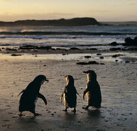 Phillip Island Penguin Parade Day Trip with Koala Conservation Reserve Visit - Accommodation in Brisbane