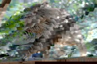 Lone Pine Koala Sanctuary Admission with Brisbane River Cruise