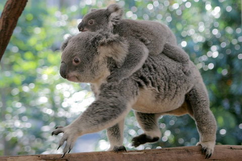 Lone Pine Koala Sanctuary Admission With Brisbane River Cruise - Accommodation in Brisbane 0