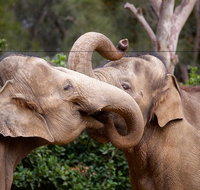 Melbourne Zoo General Entry Ticket - Accommodation in Brisbane
