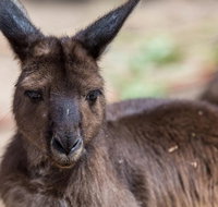 Australian Wildlife Tour at Melbourne Zoo Ticket - Accommodation in Brisbane