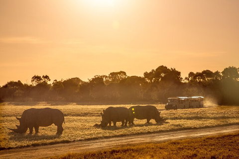 Sunset Safari At Werribee Open Range Zoo - Accommodation in Brisbane 2