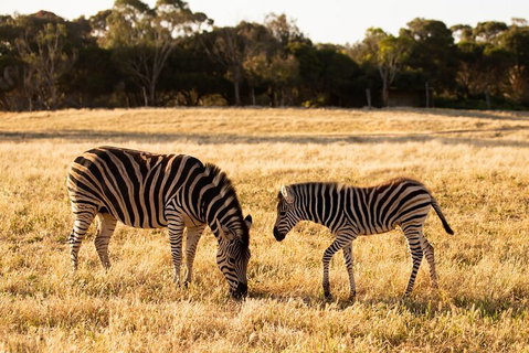 Sunset Safari At Werribee Open Range Zoo - Accommodation in Brisbane 3