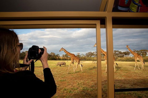 Sunset Safari At Werribee Open Range Zoo - Accommodation in Brisbane 4