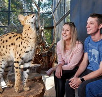 African Cat Encounter at Werribee Open Range Zoo - Accommodation in Brisbane