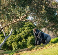 Early Morning Savannah Experience - Accommodation in Brisbane