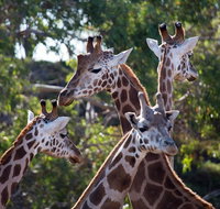 Werribee Open Range Zoo General Admission Ticket - Accommodation in Brisbane