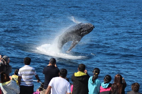Tangalooma Island Resort Whale Watching Day Cruise - Accommodation in Brisbane 0