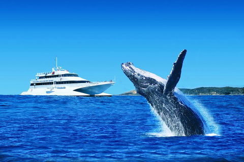 Tangalooma Island Resort Whale Watching Day Cruise - Accommodation in Brisbane 1
