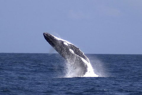 Tangalooma Island Resort Whale Watching Day Cruise - Accommodation in Brisbane 4