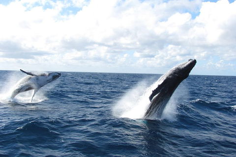 Tangalooma Island Resort Whale Watching Day Cruise With Dolphin Feeding - Accommodation in Brisbane 1