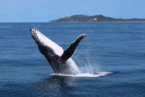 Tangalooma Island Resort Whale Watching Day Cruise With Dolphin Feeding - Accommodation in Brisbane 3