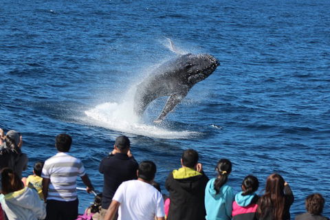 Tangalooma Island Resort Whale Watching Day Cruise With Dolphin Feeding - Accommodation in Brisbane 5