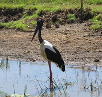 Darwin to Kakadu Day Trip by Air Including Yellow Water Cruise - Accommodation in Brisbane