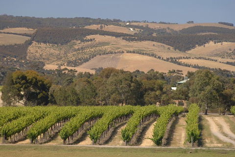 McLaren Vale And Glenelg Wine Tasting And Sightseeing (Half-day Afternoon) - Accommodation in Brisbane 2