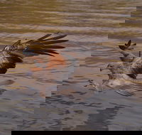 Litchfield and Jumping Crocodiles Full Day Trip from Darwin - Accommodation in Brisbane