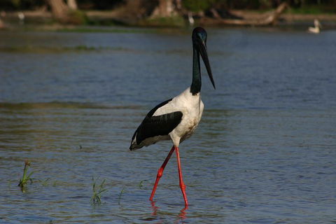 Litchfield And Jumping Crocodiles Full Day Trip From Darwin - Accommodation in Brisbane 1