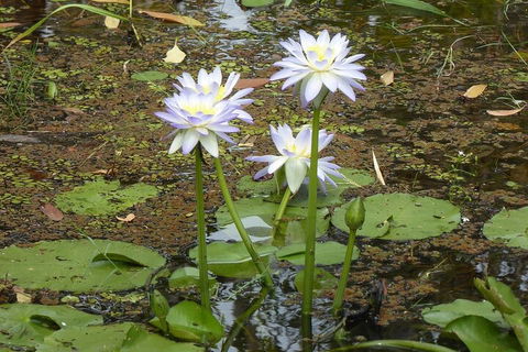 Yellow Water Cruise - Kakadu - Accommodation in Brisbane 0