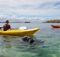 Seal Island and Penguin Island or Point Peron Sea Kayak Tour - Accommodation in Brisbane