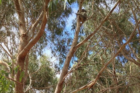 Kangaroo Island 4WD Tour - Best Of KI In 2 Days - Accommodation in Brisbane 0