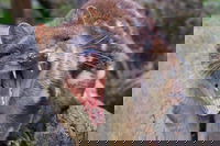 After Dark Tasmanian Devil Feeding Tour at Cradle Mountain