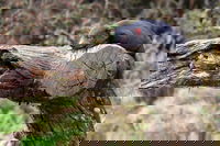 Day Keeper Tour, Cradle Mountain