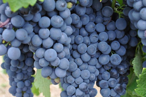 Barossa Valley Cellar Doors Luxury Wine Tour - Accommodation in Brisbane 4