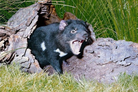 Private Blue Mountains Tour With Kangaroo And Koala Experience - Accommodation in Brisbane 0
