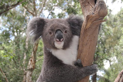 Private Blue Mountains Tour With Kangaroo And Koala Experience - Accommodation in Brisbane 2