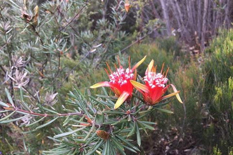 Private Blue Mountains Tour With Kangaroo And Koala Experience - Accommodation in Brisbane 4