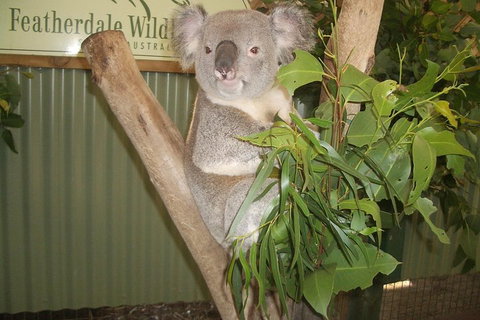 Private All Blue Mountains Day Tour - Accommodation in Brisbane 0