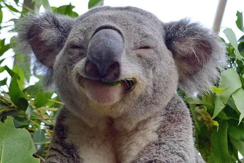 Private All Blue Mountains Day Tour - Accommodation in Brisbane 2
