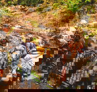 Full-day Springbrook National Park Tour from the Gold Coast - Accommodation in Brisbane