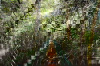 O'Reilly's  Lamington National Park from Gold Coast, Surfers Paradise