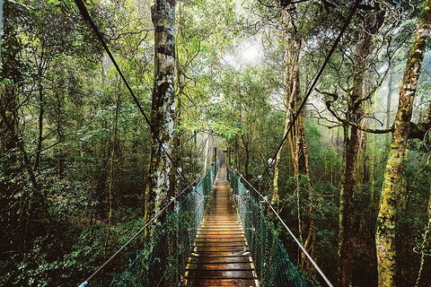 O'Reilly's & Lamington National Park From Gold Coast - Accommodation in Brisbane 0