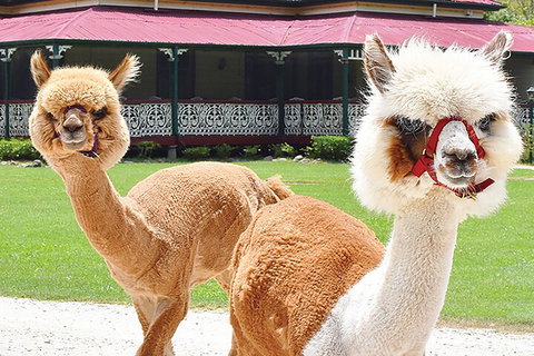O'Reilly's & Lamington National Park From Gold Coast - Accommodation in Brisbane 3