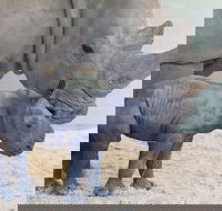 Croc Express to Australia Zoo from Gold Coast - Accommodation in Brisbane