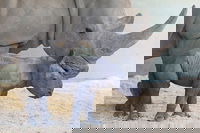 Croc Express to Australia Zoo from Gold Coast, Surfers Paradise