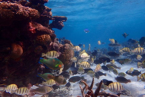 Lagoon Explorer - Ningaloo Reef Full-Day Kayaking And Snorkeling Adventure - Accommodation in Brisbane 2