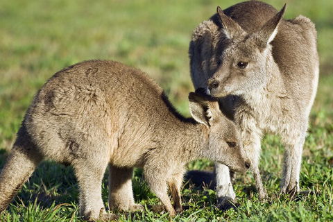 LGBT+ Friendly Full Day Phillip Island Private Tour - Accommodation in Brisbane 3