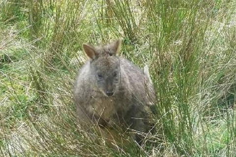 Leven Canyon Day Trip Including Wings Wildlife Park Or Gunns Plains Caves - Accommodation in Brisbane 3