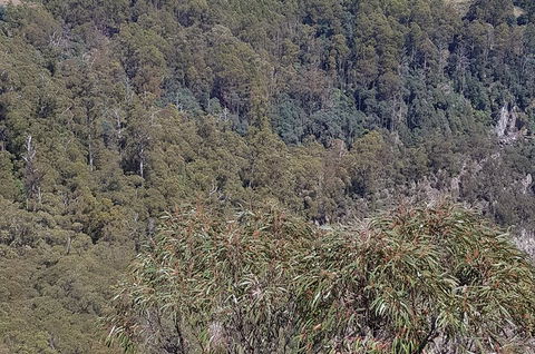 Leven Canyon Day Trip Including Wings Wildlife Park Or Gunns Plains Caves - Accommodation in Brisbane 4