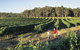 2-Day Margaret River Wine Experience From Perth - thumb 3