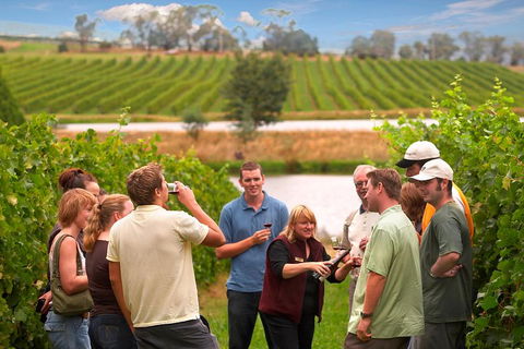 Yarra Valley Balloon Flight And Winery Tour - Accommodation in Brisbane 4