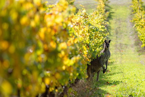 Margaret River 3 Day Escape - Accommodation in Brisbane 4