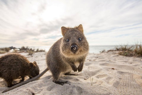 Rottnest Bayseeker Bus Tour From Hillarys Boat Harbour - Accommodation in Brisbane 1
